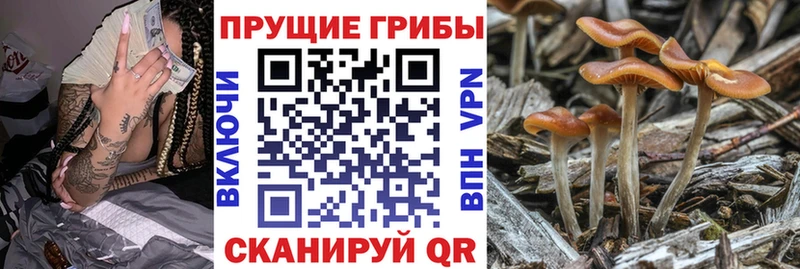 Псилоцибиновые грибы мицелий  Купить где  Дивногорск 